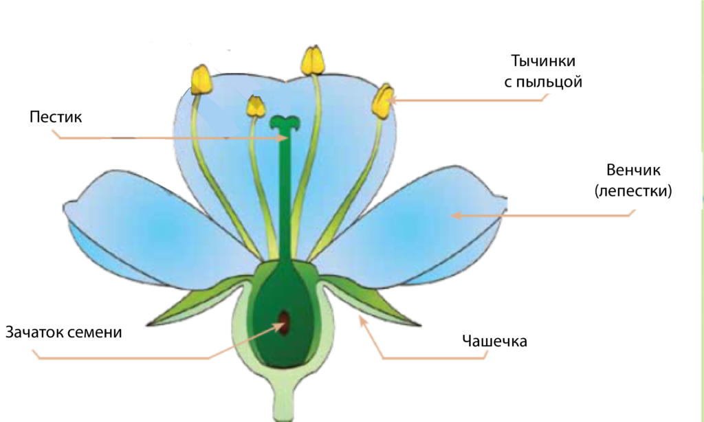 Части цветка 4 класс. Строение цветка пестик венчик. Строение пестика цветковых растений. Чашечка и венчик и пестик. Строение завязи пестика лилии.