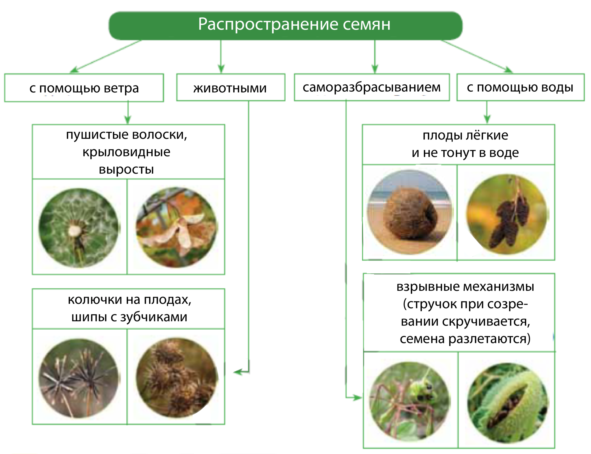 Распространение плодов и семян 6 класс биология. Схема распространения плодов и семян. Способы распространения семян. Приспособления к распространению плодов и семян.