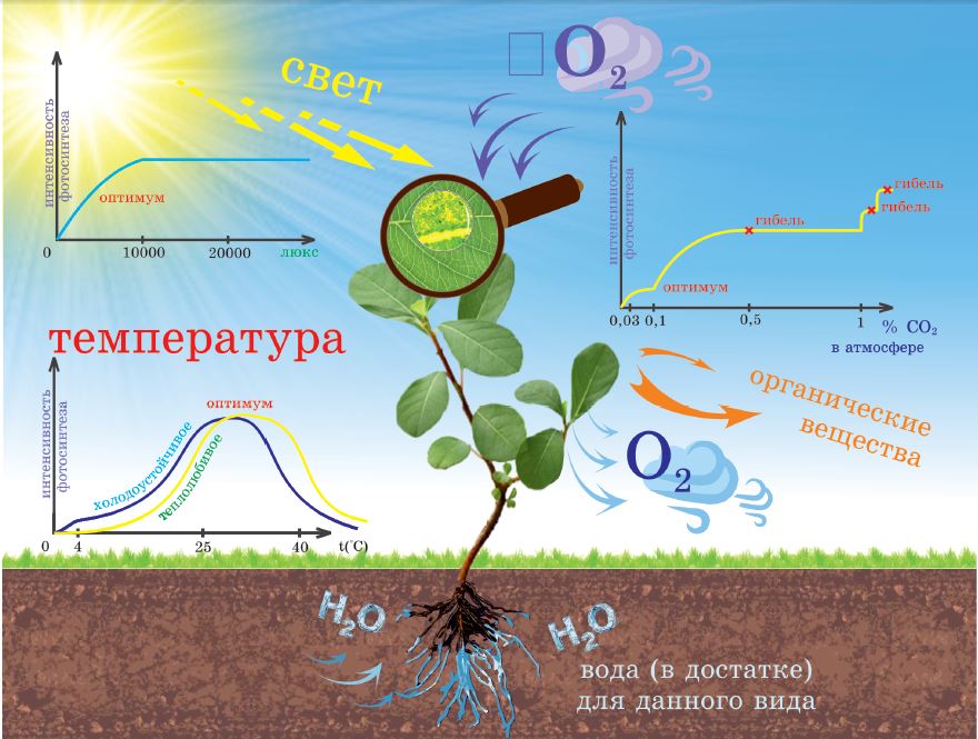 Контрольная работа: Физиологическое значение цитоплазмы ферментов и фотосинтеза