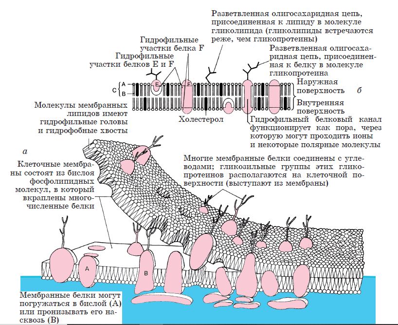 11 класс Биология 1 часть 15 тема – Атамұра