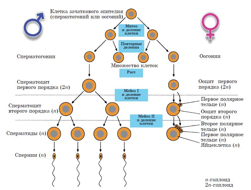 Схема образования половых клеток