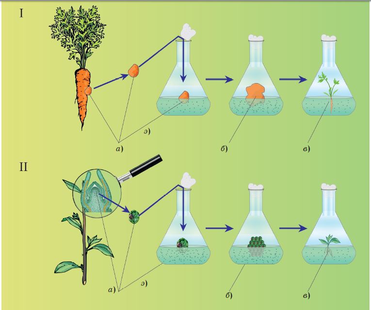 Схема микроклонального размножения растений