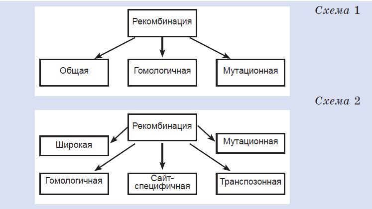 Реферат: Мейоз. Рекомбинация генетического материала