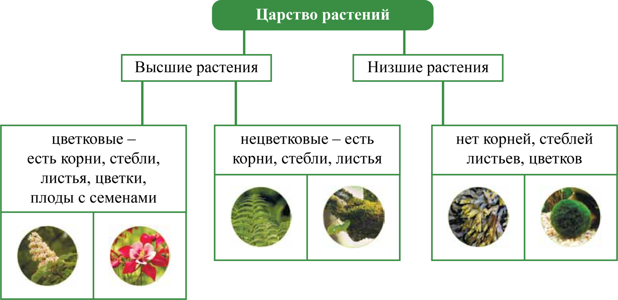 Тело высших растений