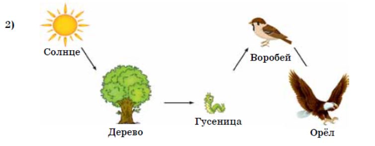 Закончите схемы цепей питания растение ящерица