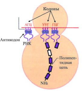 Триплет схема