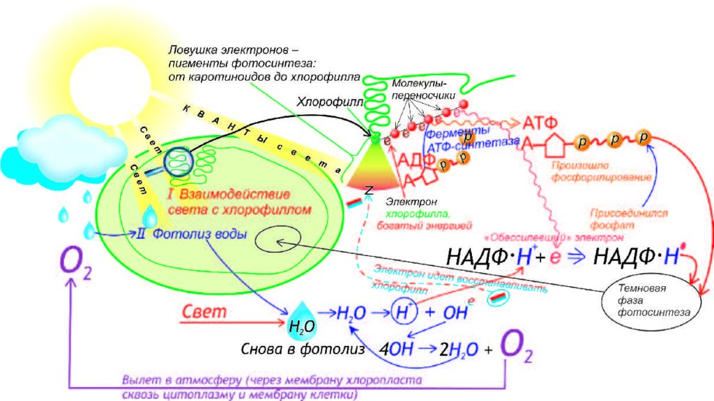 Световая процессы