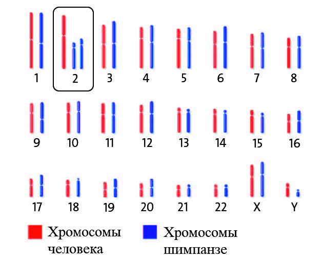 Реферат: Мейоз. Рекомбинация генетического материала