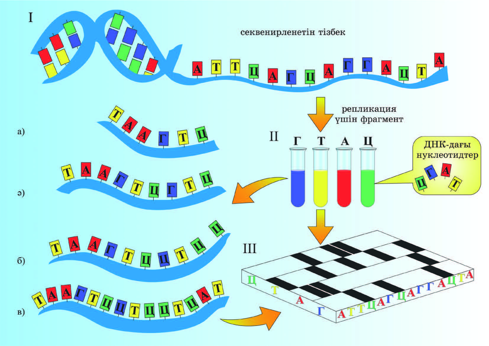 Секвенирование нуклеотидов. Секвенирование ДНК. Секвенирование фрагмента ДНК. Секвенирование геномной ДНК. Секвенирование метод в биологии.