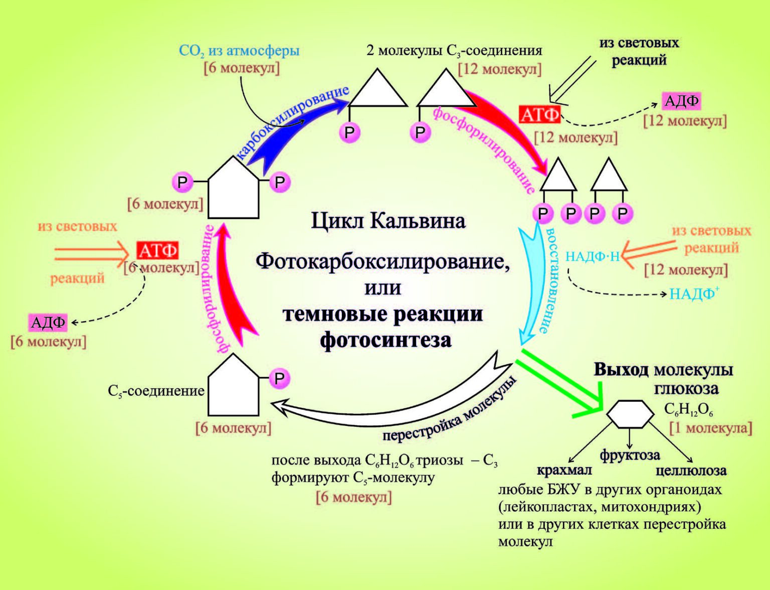 Картинка цикл кальвина