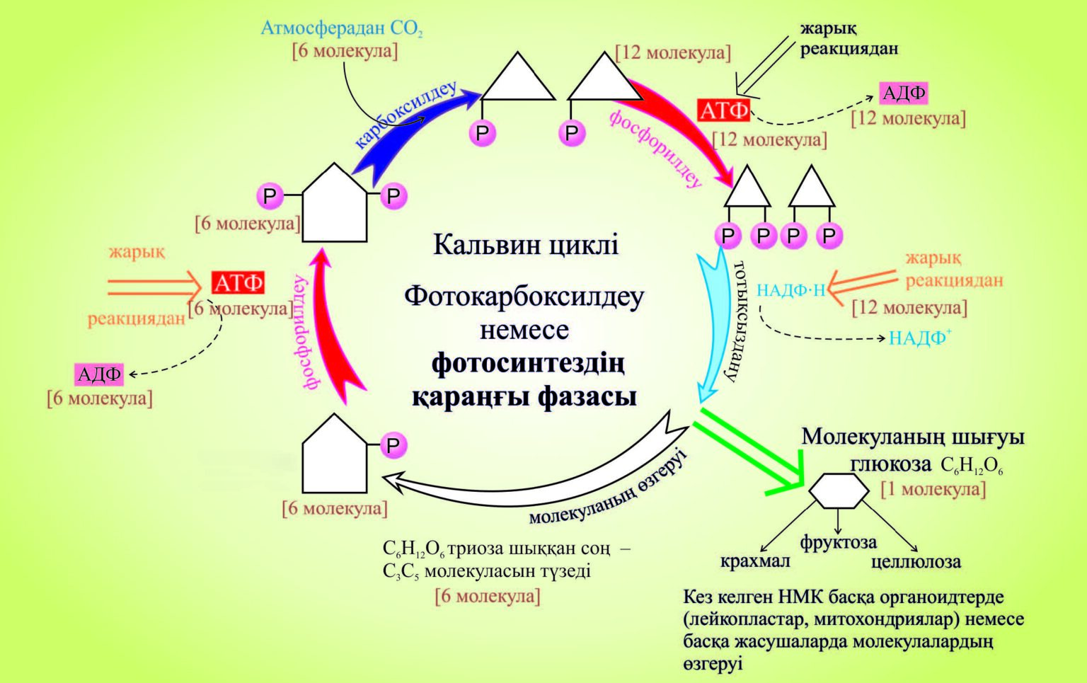 11 сынып Биология 1 бөлім 10 тақырып – Атамұра