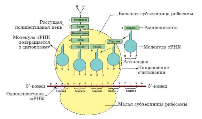 На каком рисунке представлена схема строения вещества которое доставляет аминокислоты к рибосоме