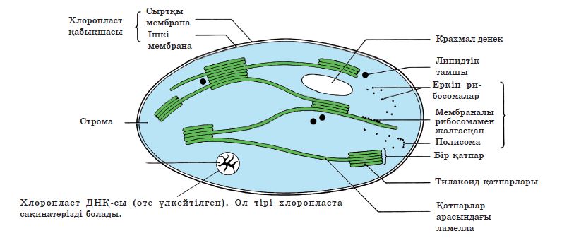 Пластиды прокариот. Кольцевая ДНК В хлоропластах. Хлоропласты строение ДНК. Схема строение хлоропласта и митохондрии. Строение органоида пластиды.