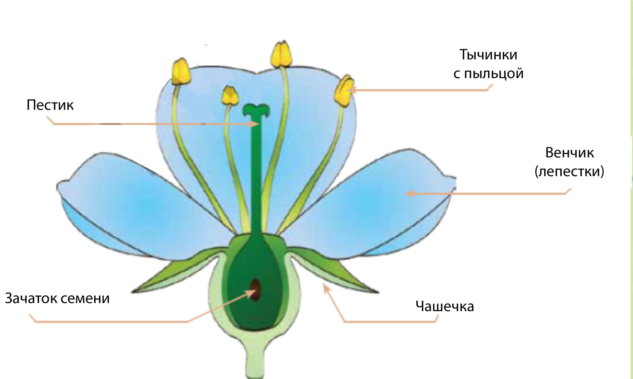 Выбери какие обозначения на рисунке соответствуют органам цветка в котором происходит оплодотворение