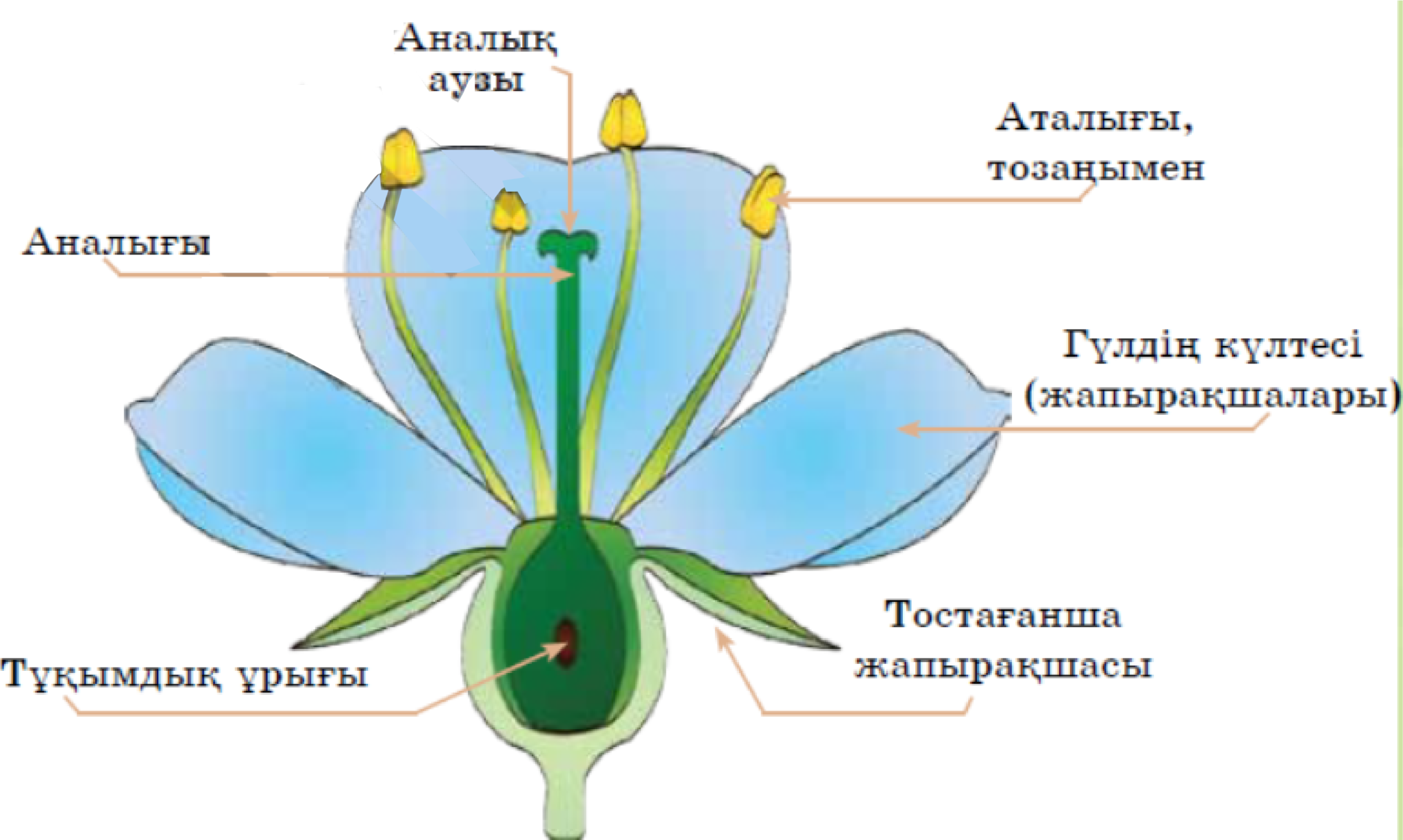 Гүл құрылысы презентация