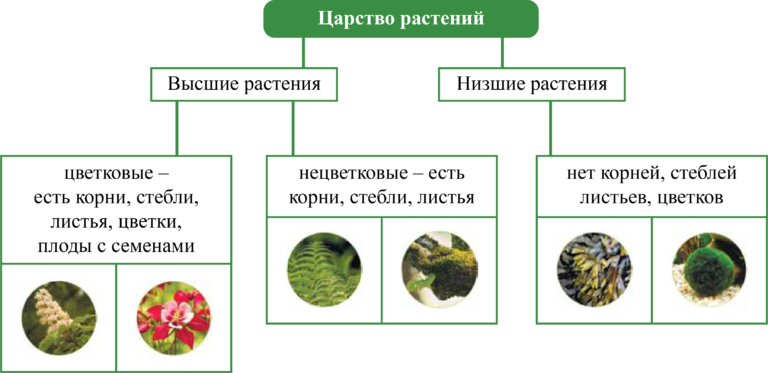 К какому классу вероятнее всего относят растение жизненная форма которого показана на рисунке 1 впр