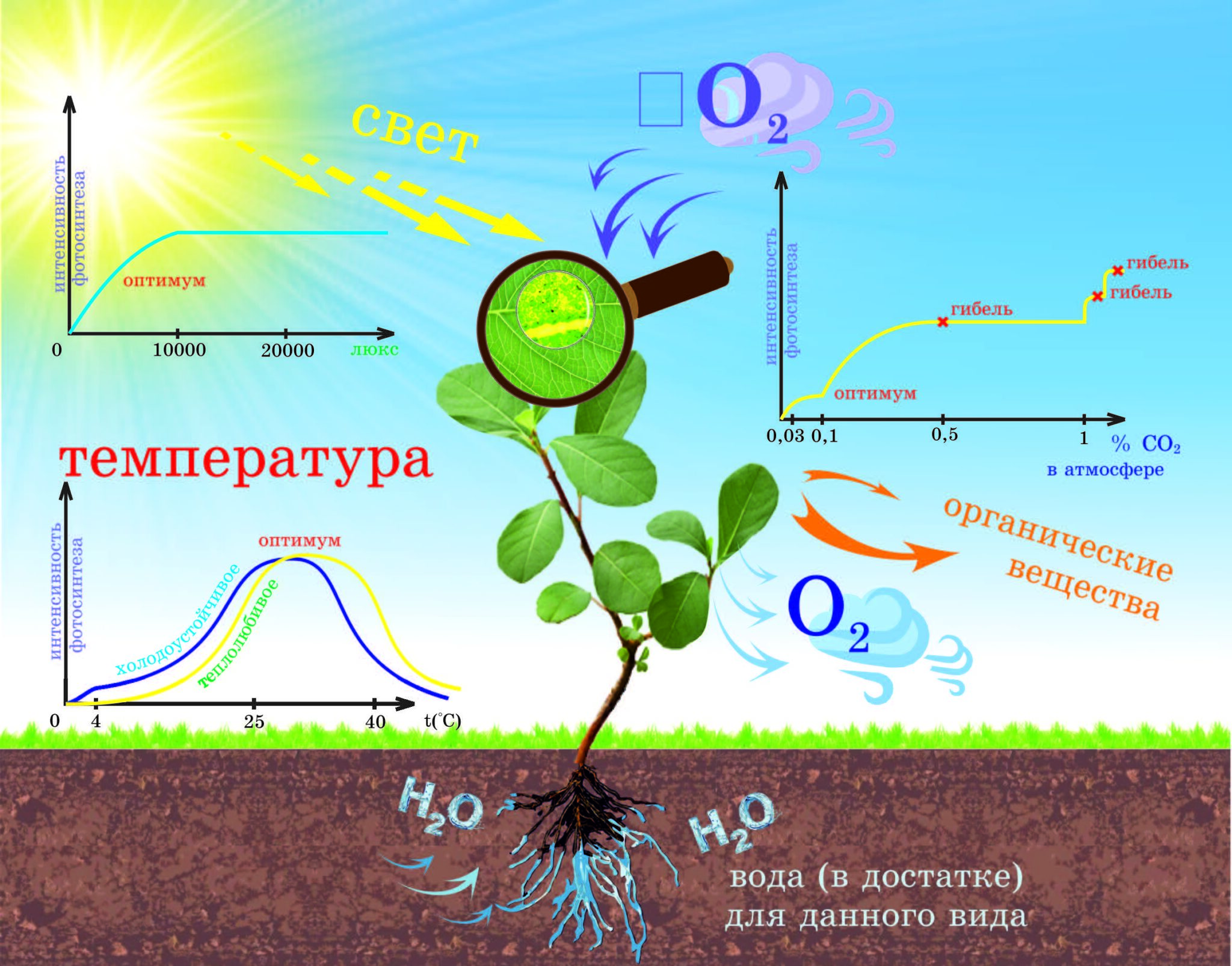 Температура фотосинтеза. Фотосинтез растений. Процесс фотосинтеза у растений. Влияние температуры на растения. Повышение эффективности фотосинтеза.
