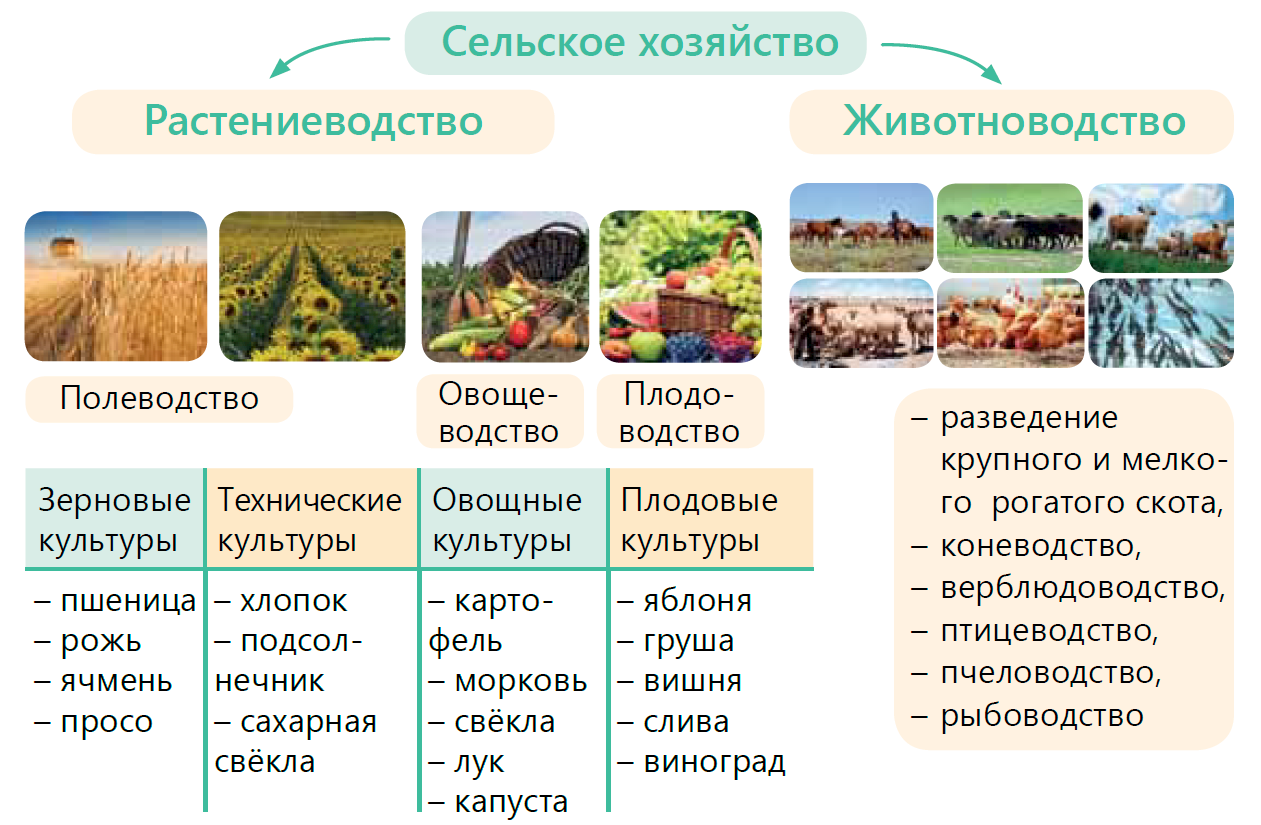 Дайте характеристику отрасли растениеводства по выбору по плану значение